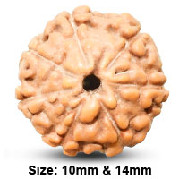 7 Mukhi Laxmi Rudraksh